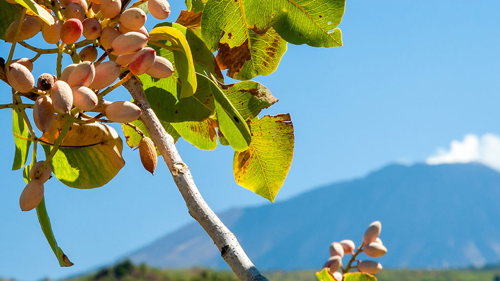 pistacchio